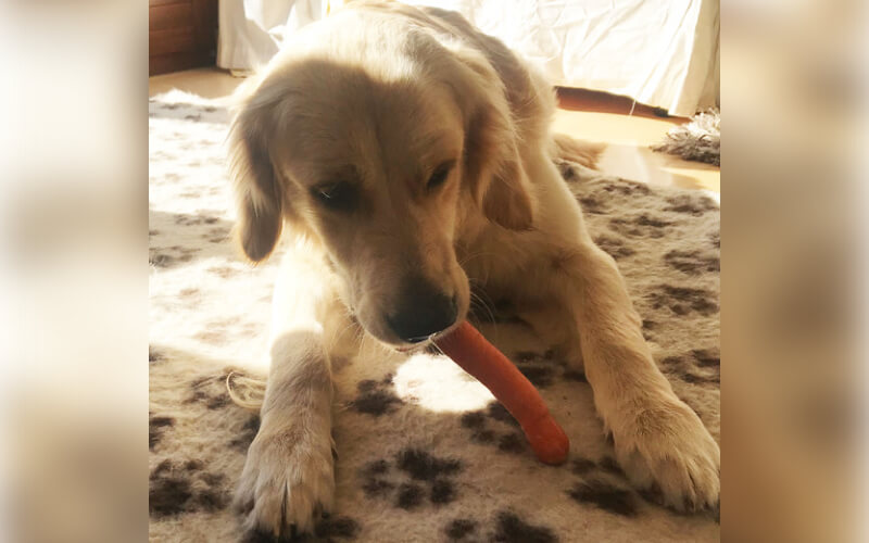 1-vegane-ernaehrung-hund