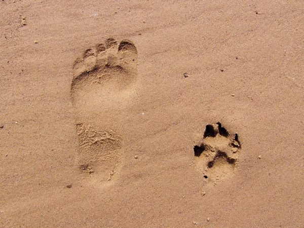 31_footprint-261337_1280