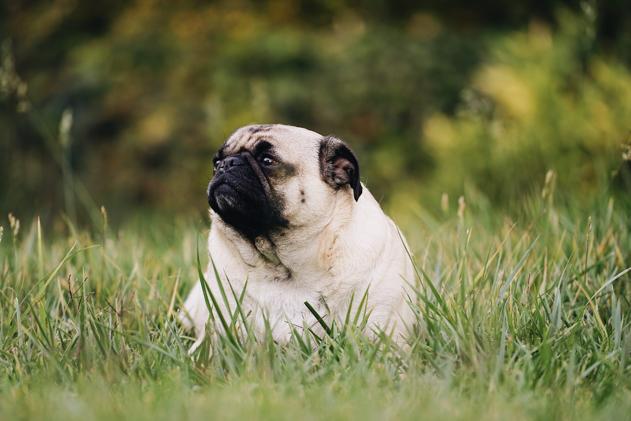 Übergewicht bei Hunden
