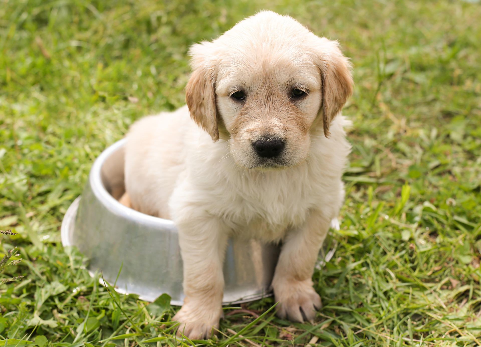 puppy-g19f072abf_1920